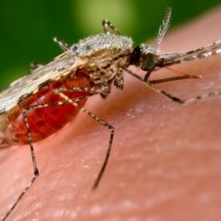 Tips Para Makaiwas Sa Malaria